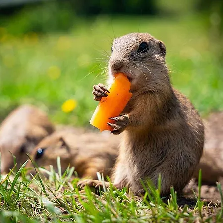 Wellness Chmaroska - Lejlighed *